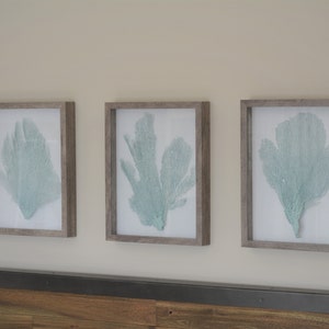 Set of 3 Framed Sea Fans, Seafoam