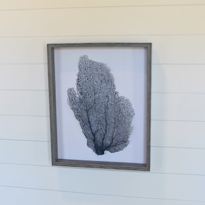 17 x 21 Framed Sea Fan, Color Choice