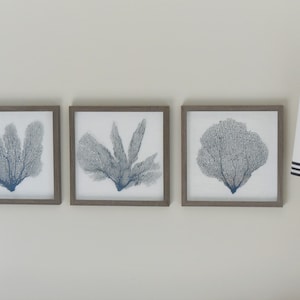 Set of 3 Framed Sea Fans, Coastal Blue