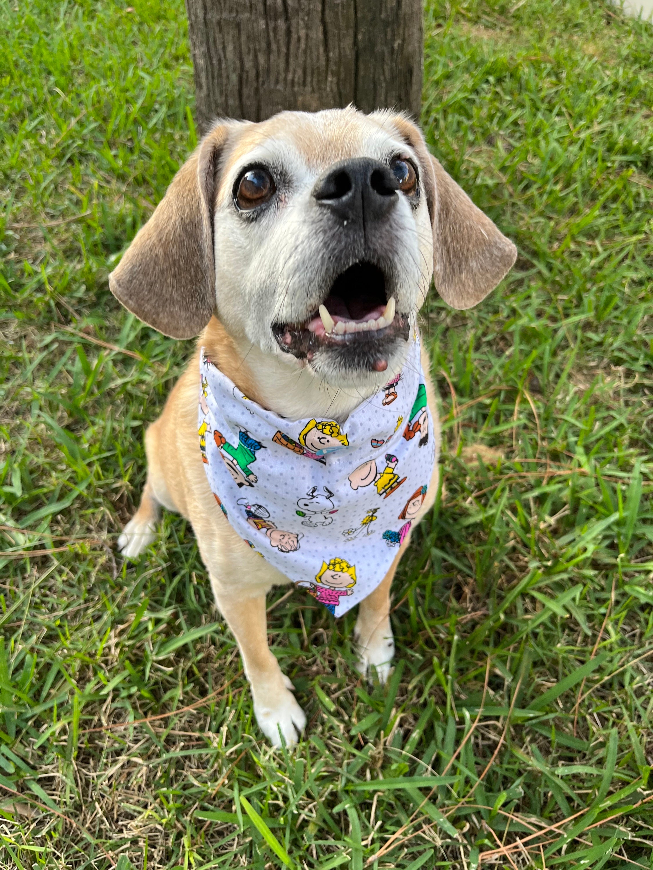 Pablo dog sale bandana