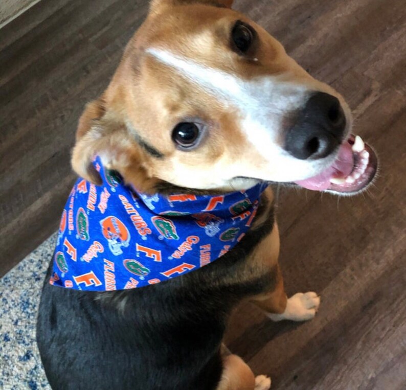 Florida Gators Over Collar Dog Bandana SEC Football Pet Etsy