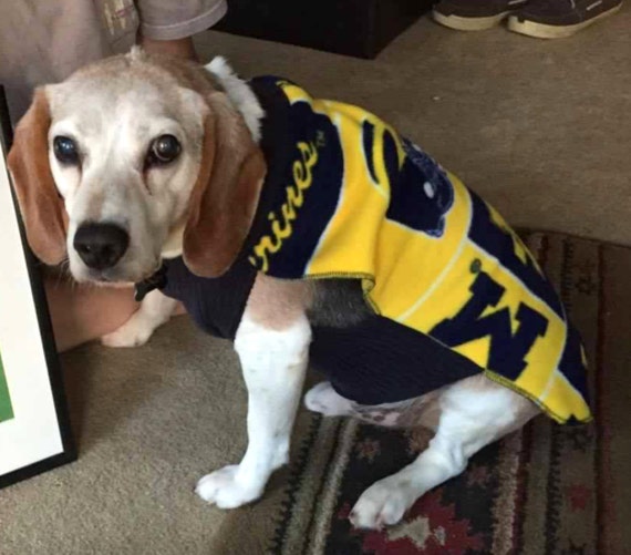 Michigan Wolverines Football Fleece Dog 