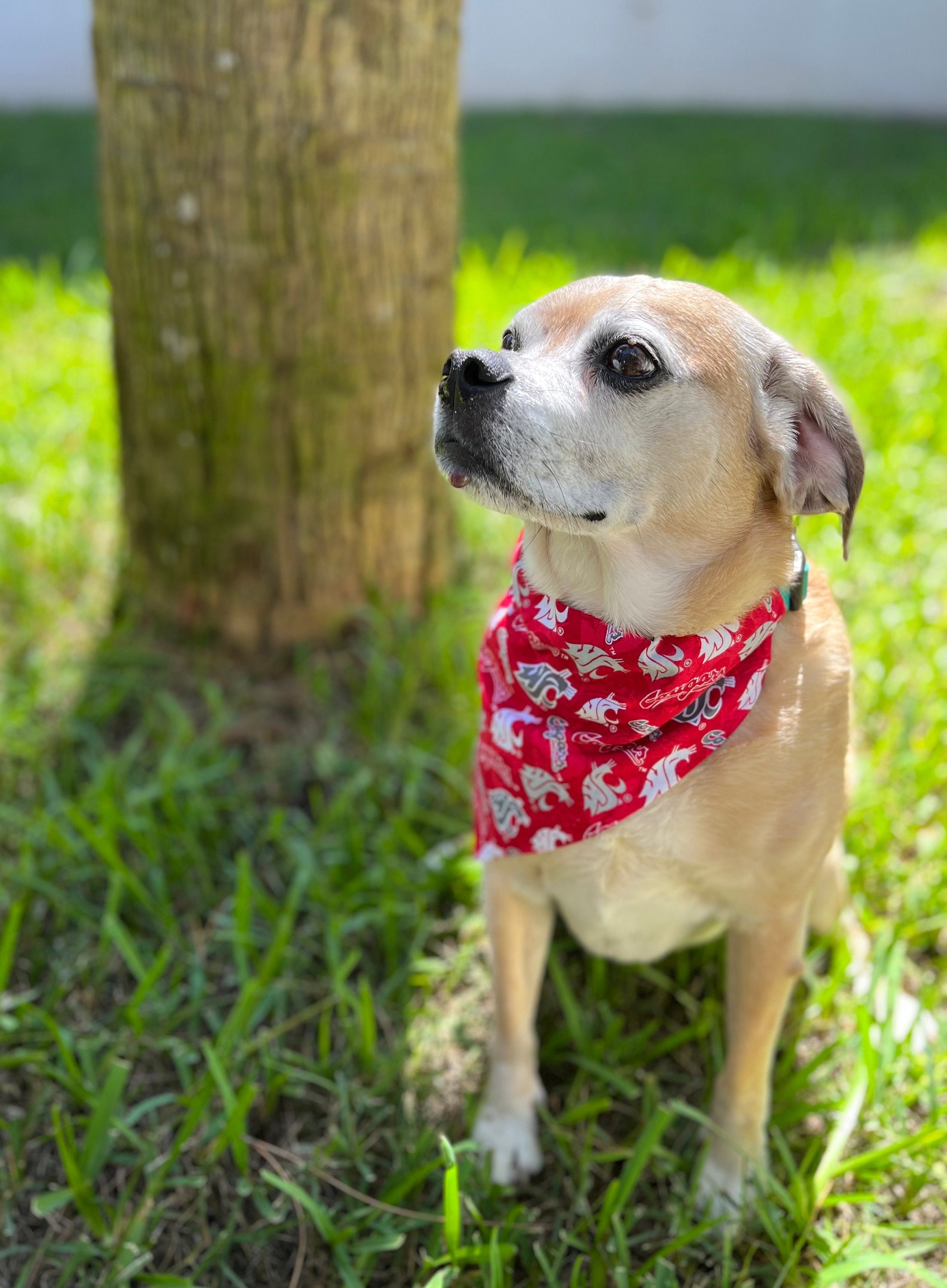 Washington Huskies Dog Bandana – Athletic Pets