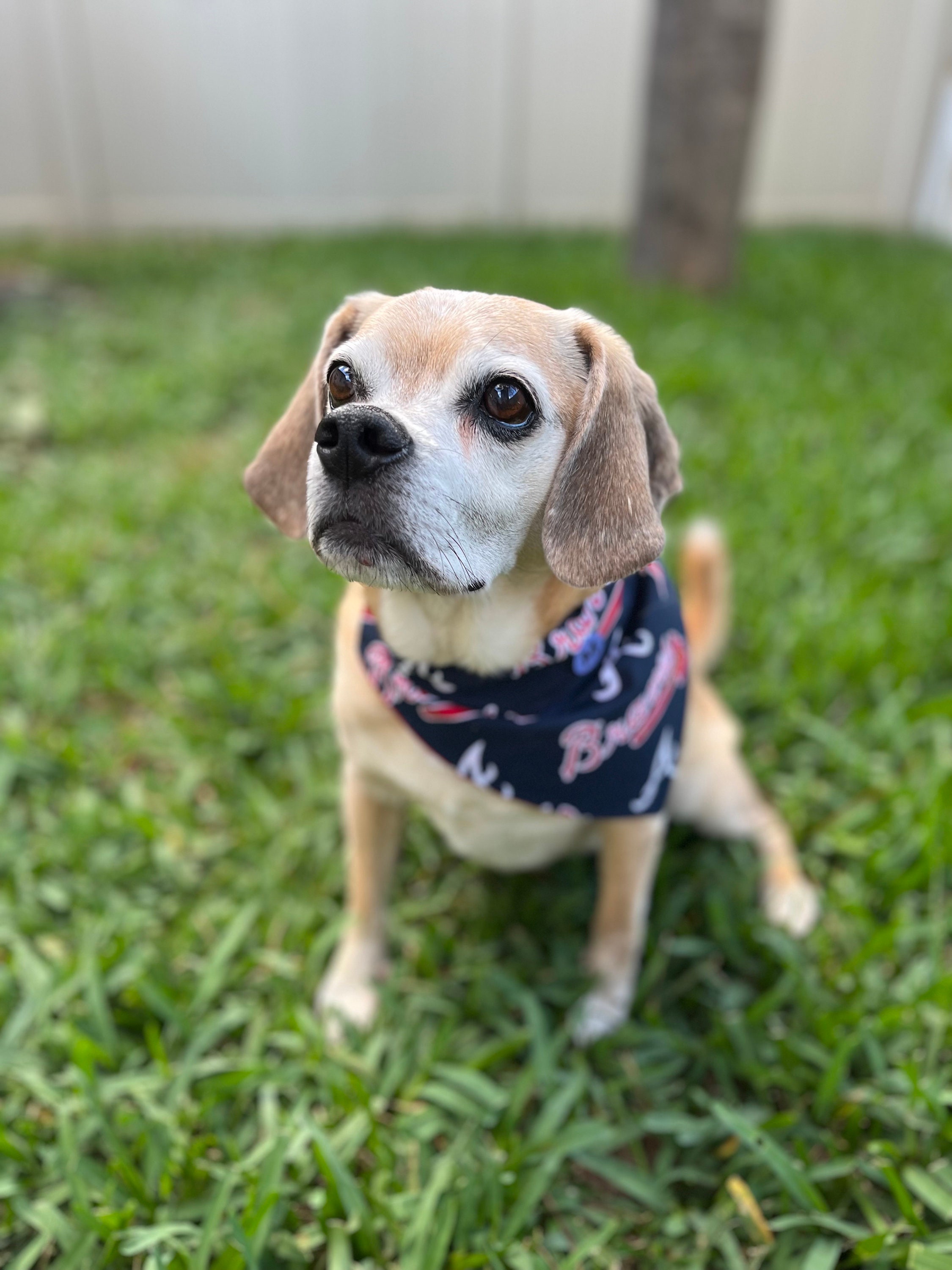 Atlanta Braves Dog 