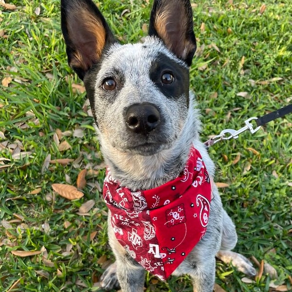 Custom HOUSE DIVIDED Over Collar Reversible Dog Bandana