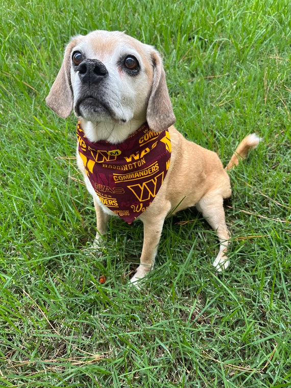 College 2025 dog bandanas
