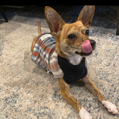 Green & Black Plaid Fleece Dog Coat Stretchy Dog Sweater Etsy