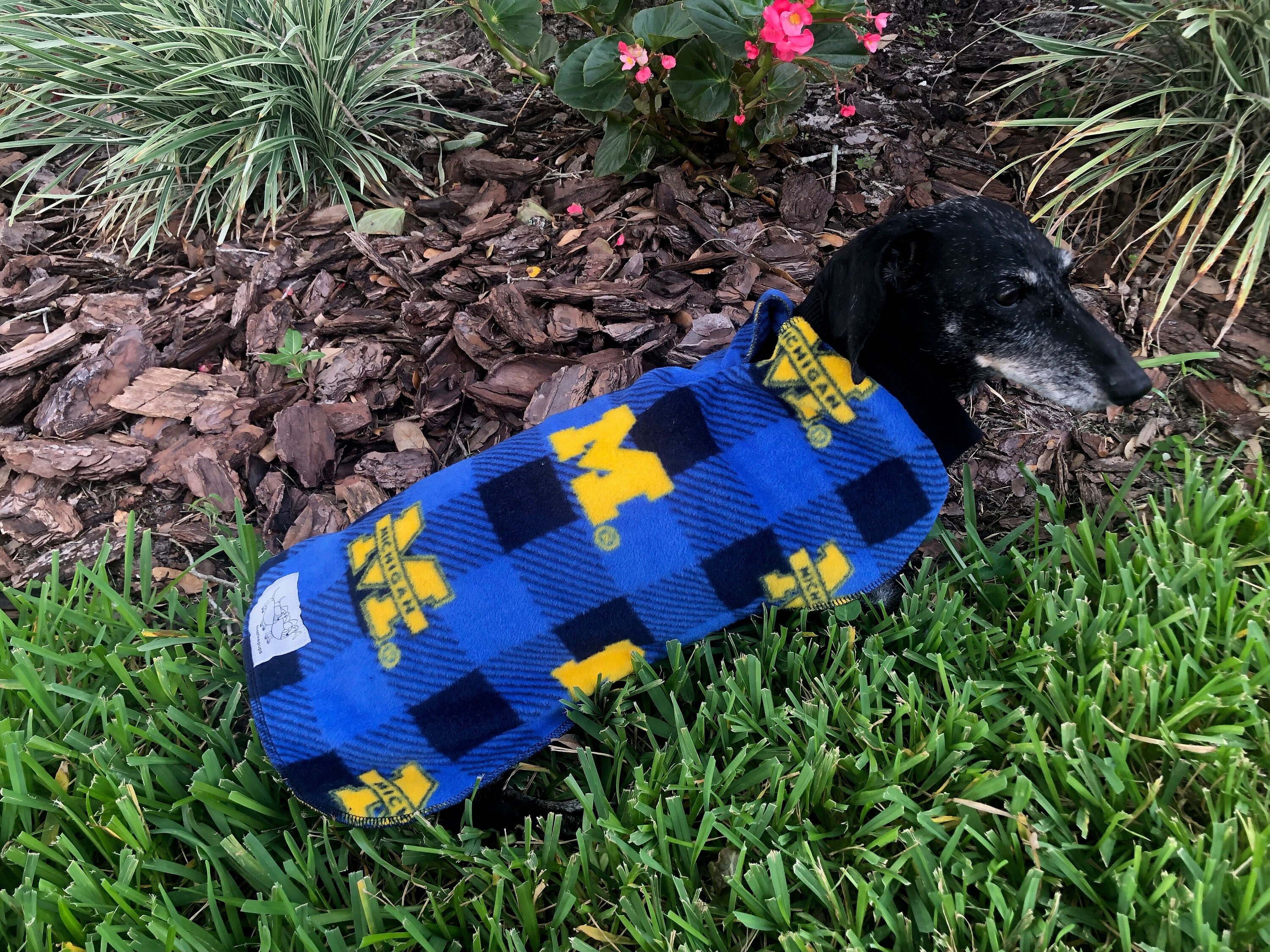 Michigan dog jersey hotsell