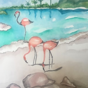 Pink Flamingos in Aruba