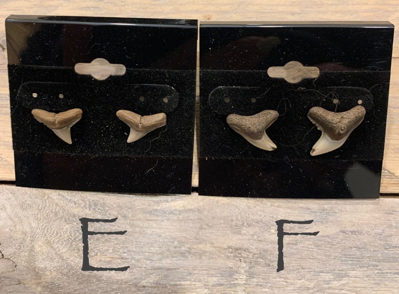 Shark Tooth Stud Earrings Stainless Steel image 4
