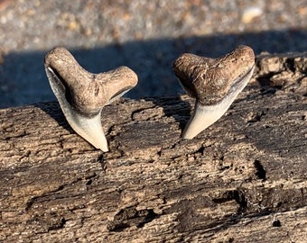 Shark Tooth Stud Earrings Stainless Steel