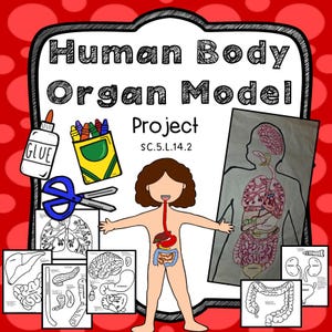 May include: A colorful educational poster titled "Human Body Organ Model Project" with illustrations of the human body and its organs. Includes a drawing of a child with internal organs, and several diagrams of individual organs. Also includes school supplies.