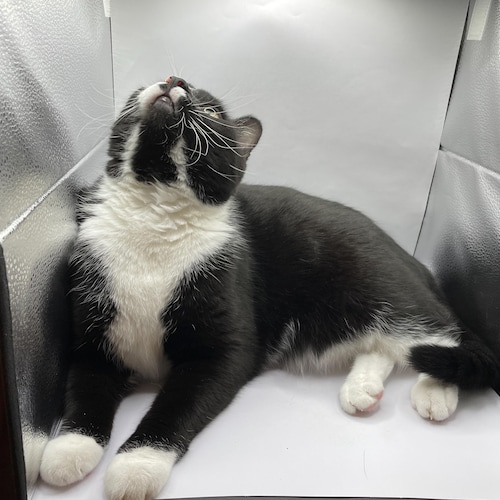 Vintage Perfume Bottle Pendant Necklace Missing Stones, 24 Inch