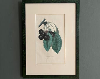 Antique Botanical Framed Lithograph