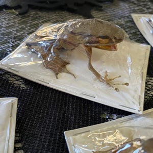 May include: A preserved frog, encased in clear plastic, is displayed on a white backing. The frog is brown with visible legs and a partially open mouth. Several similar packaged frogs are visible, suggesting a Halloween or novelty theme.