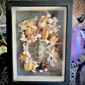 May include: A black shadow box frame containing a central turtle shell surrounded by an arrangement of dried flowers, including pale pink hydrangea petals, golden seed pods, and a small moth specimen, all set against a dark gray background.