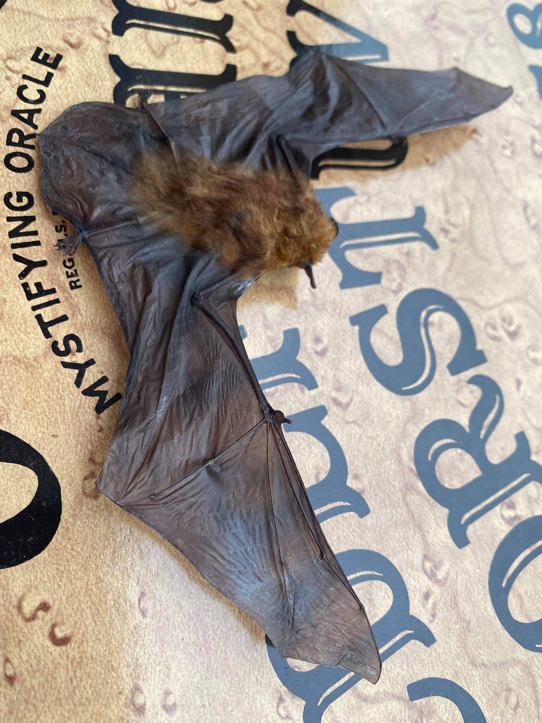 Greater Bamboo Bat Etsy