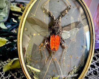 Decoración para el hogar con escorpión de agua roja