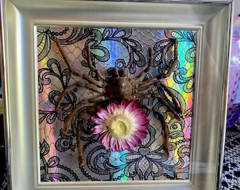 Tarántula de flor real