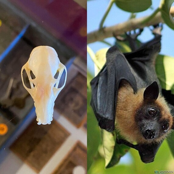 Bat Skull Dark Art Oddity Curio Java Bat Real Bat Skull Java Bat Skull Curiosities Bat Skull Skull Skull Bones Gothic Oddities