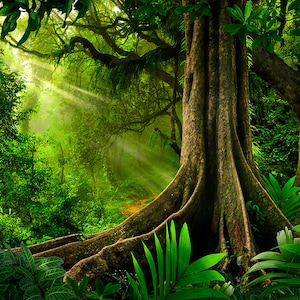 Aquarium / Terrarium Background / Tropical Rainforest with Large Tree