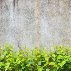 Aquarium / Terrarium Background / Stone Wall With Plants