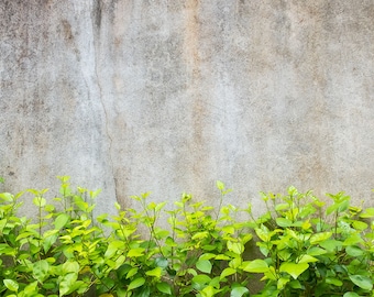 Aquarium / Terrarium Background / Stone Wall With Plants