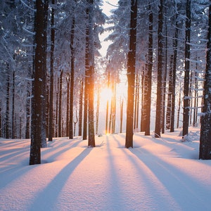 Aquarium / Terrarum Background - Winter - Forest with Sun