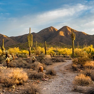 Terrarium Background / Cactus Trail with Sun & Mountains