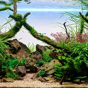 Aquarium / Terrarium Background / Plants, Rocks and Mossy Branches