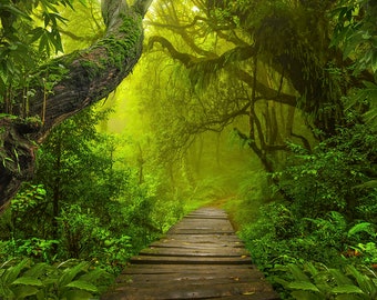 Aquarium / Terrarium Background / Jungle Trees with Wood Planks