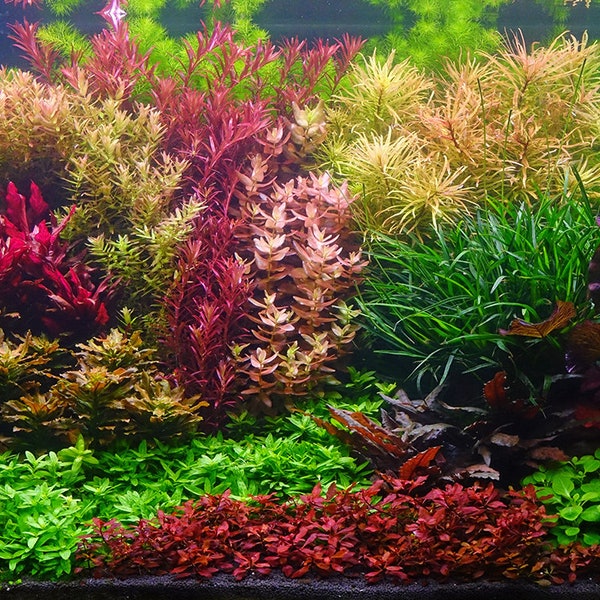 Aquarium / Terrarium Background / Colorful Plants