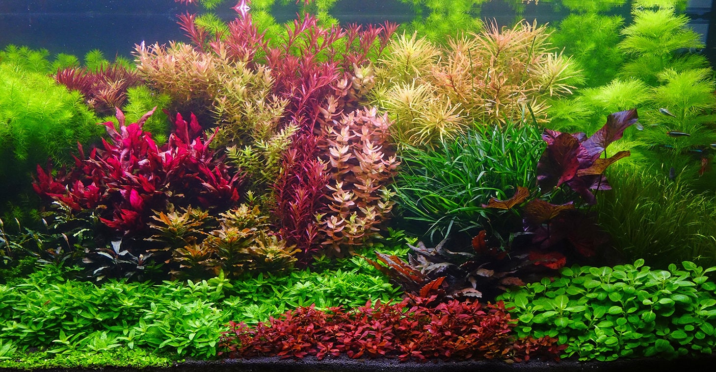 Aquarium / Terrarium Background / Colorful Plants