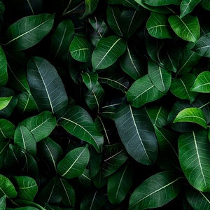 Aquarium / Terrarium Background / Closeup Green Leaves