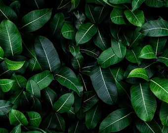 Aquarium / Terrarium Background / Closeup Green Leaves