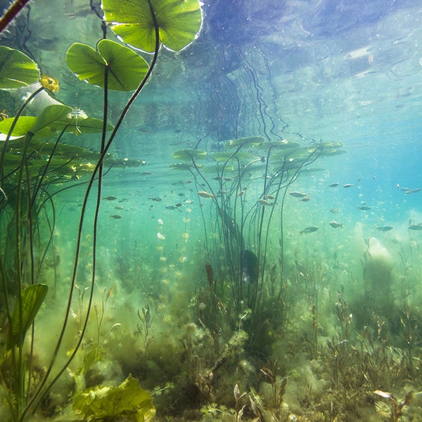 Underwater Scene with Lily Pads  /Aquarium / Terrarium Background