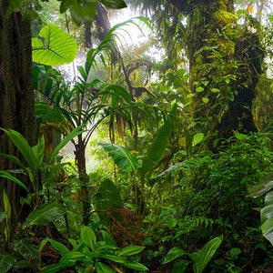 Terrarium Background /  Beautiful Lush Rainforest