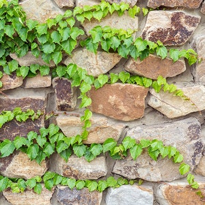Aquarium / Terrarium Background / Rock Wall & Ivy