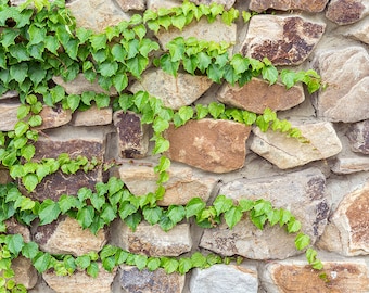 Aquarium / Terrarium Background / Rock Wall & Ivy