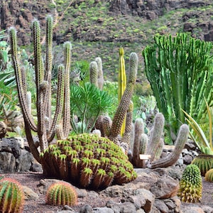 Aquarium / Terrarium Background / Cactus Garden