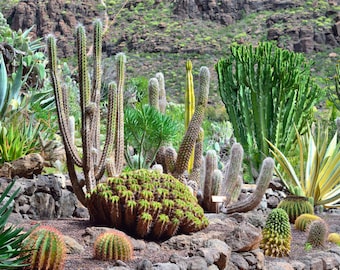 Aquarium / Terrarium Background / Cactus Garden