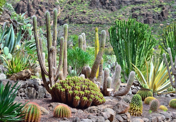 kentia palme substrat Kentiapalme - Howea forsteriana