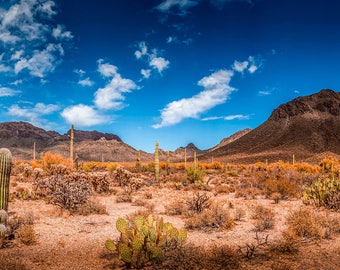 Terrarium Background /  Beautiful Blue Sky with Cactus and Mountains