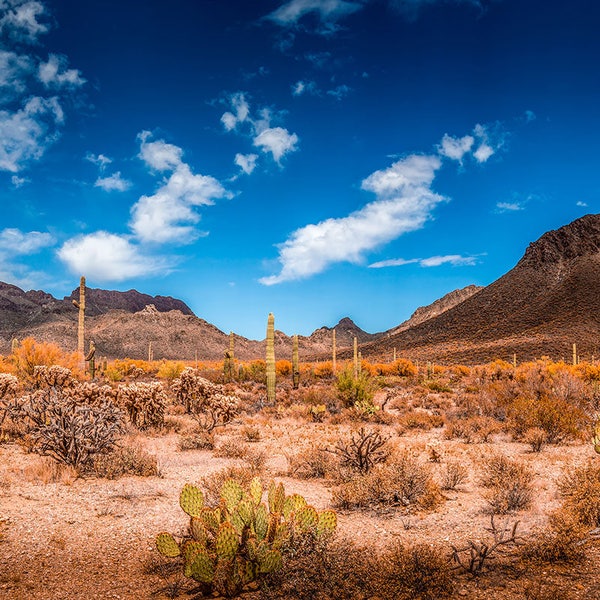 Terrarium Background /  Beautiful Blue Sky with Cactus and Mountains