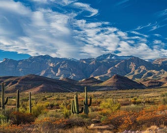 Terrarium Background / Panormaic Desert Lanscape with Mountains and Cactus