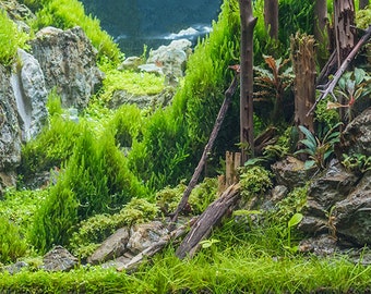 Aquarium / Terrarium Background / Rocky with Plants