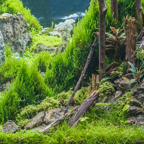 Aquarium / Terrarium Background / Rocky With Plants Etsy