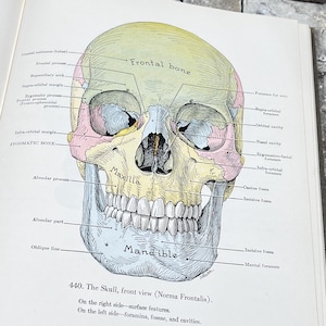 May include: Anatomy illustration of a human skull, front view, with labeled parts. The skull is depicted in shades of yellow, pink, and blue, with detailed annotations pointing out the frontal bone, maxilla, and mandible. The text reads "440. The Skull, front view (Norma Frontalis)."