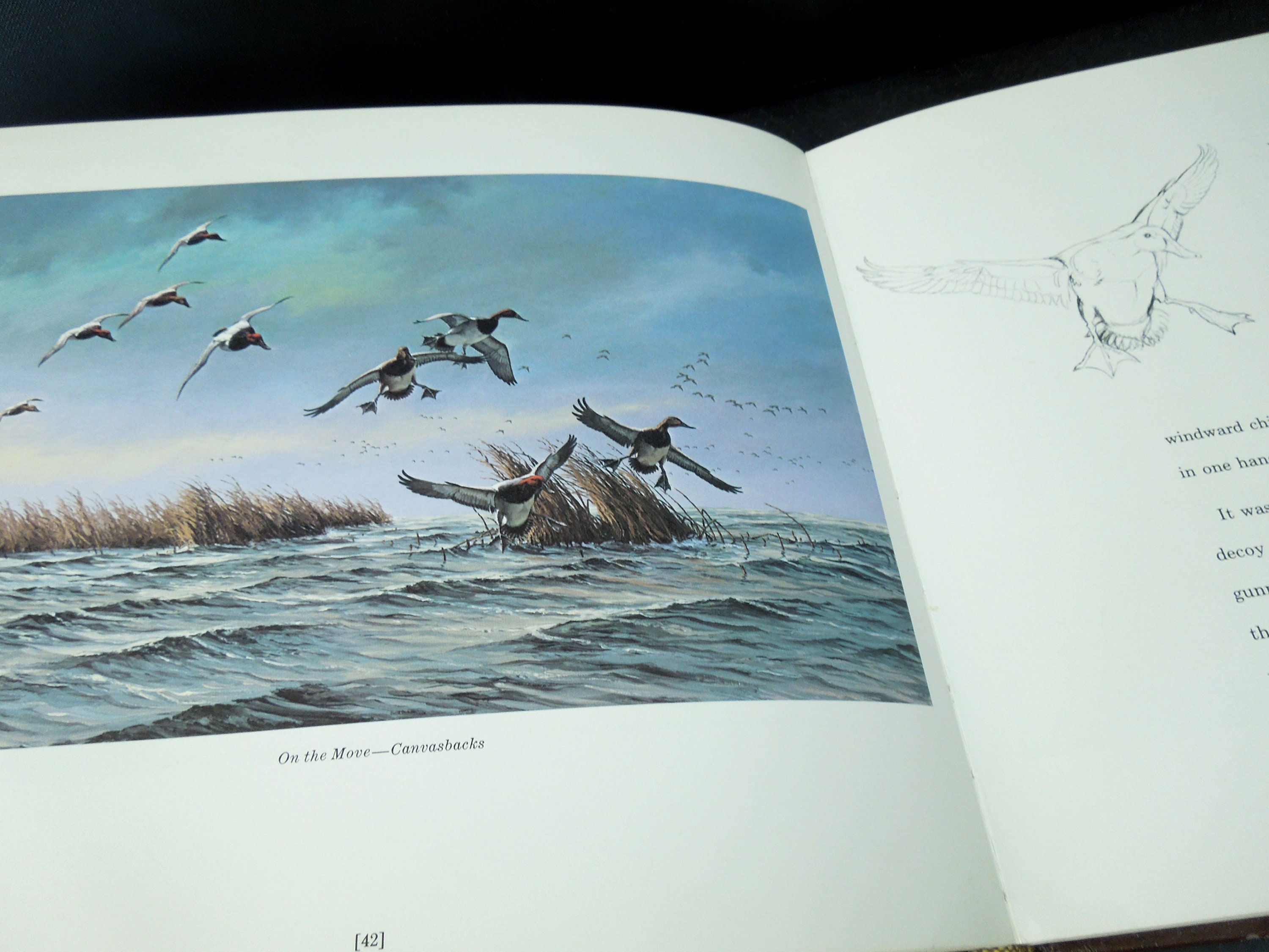 Coffee Table Book Titled A Gallery of Waterfowl and Etsy