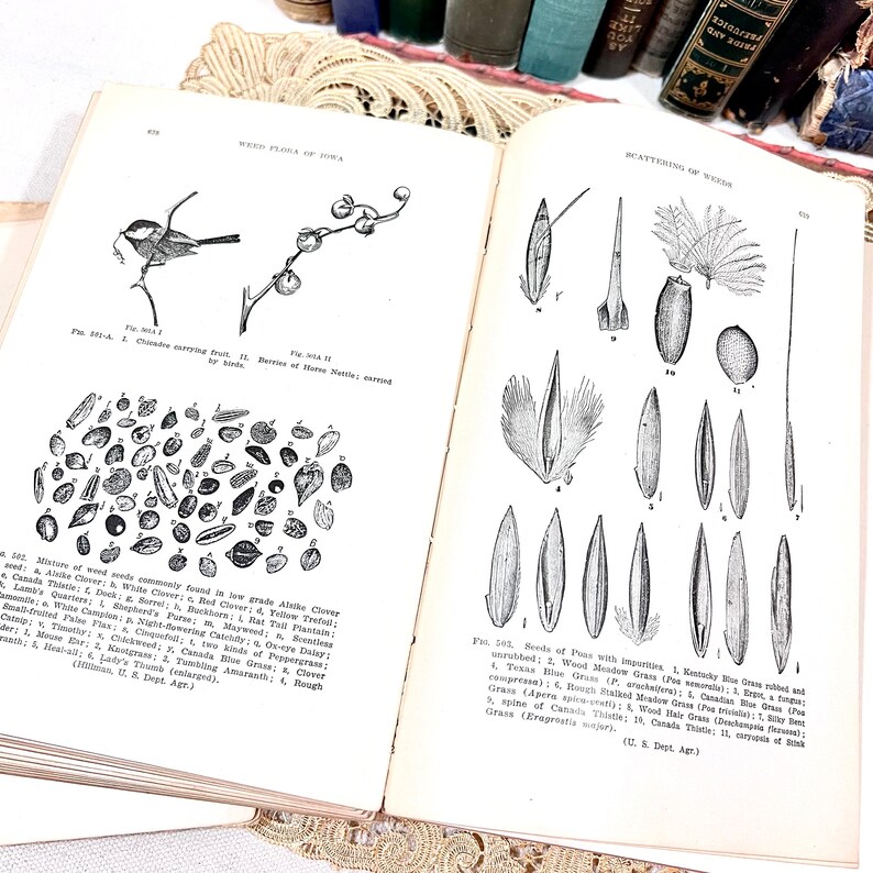 Antique 1913 Book the Weed Flora of Iowa Geological Survey Des Moines ...